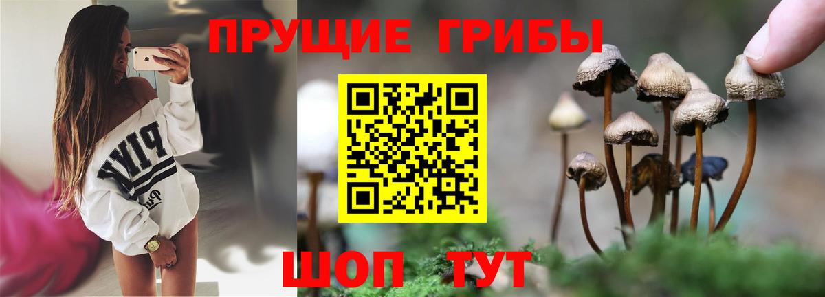 Белебей  Псилоцибиновые грибы Cubensis  Вход с VPN  как найти   Псилоцибиновые грибы мухоморы 